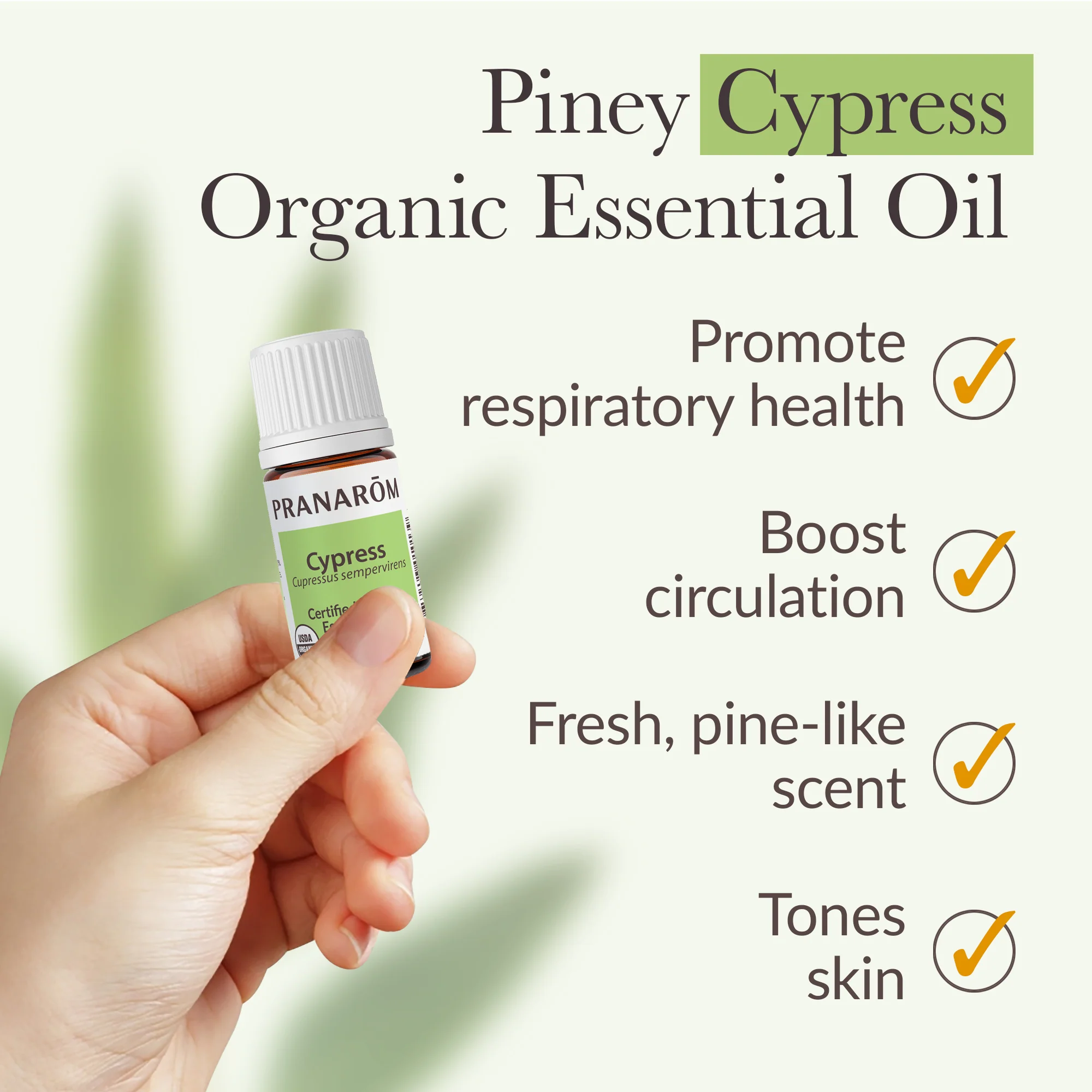 Cypress Essential Oil - Bio - Image 4