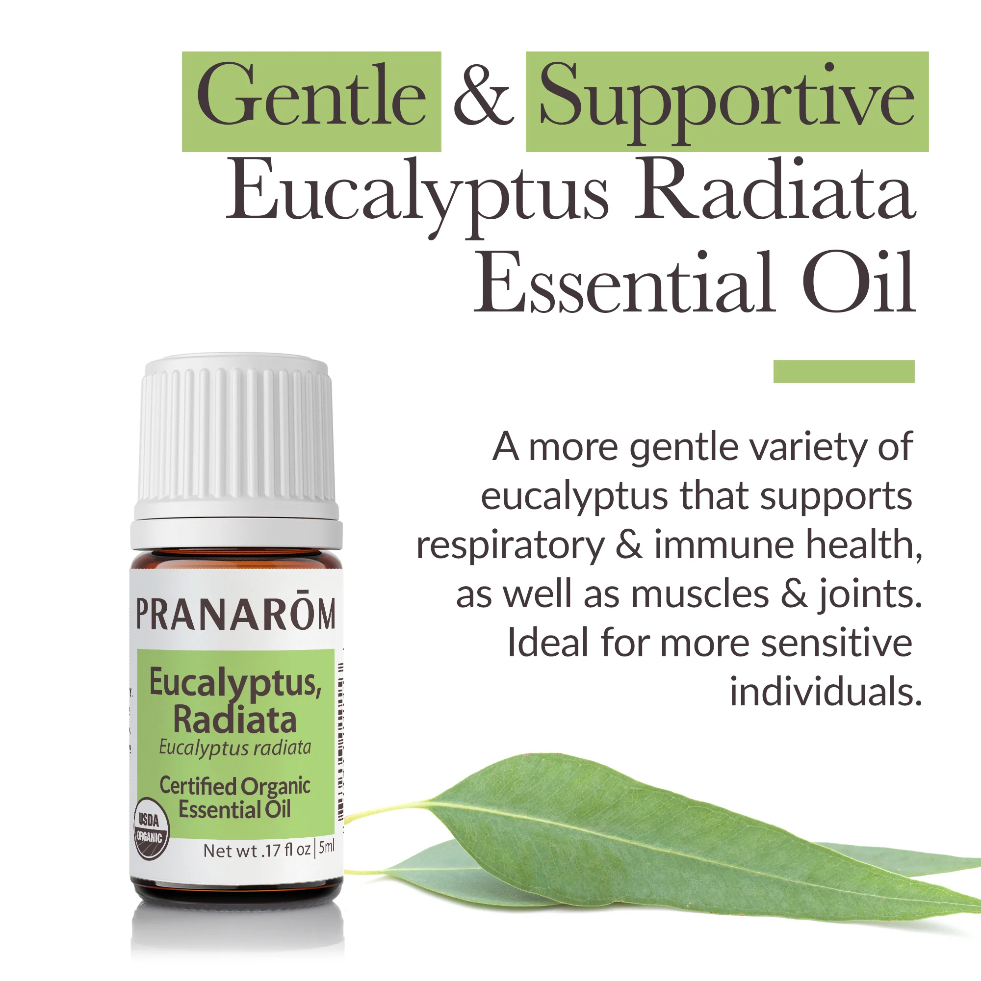 Eucalyptus Radiata Essential Oil - Bio - Image 3