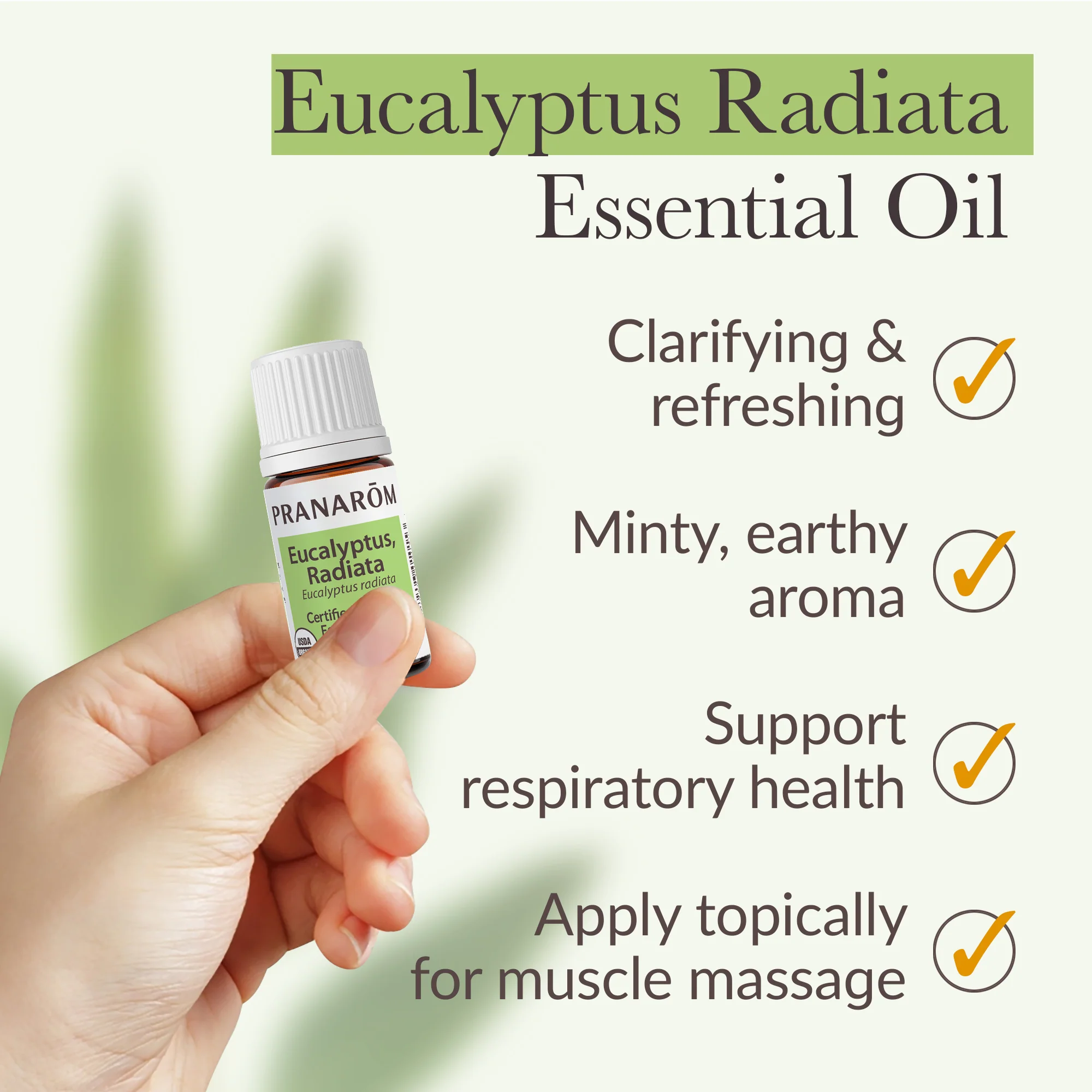 Eucalyptus Radiata Essential Oil - Bio - Image 5