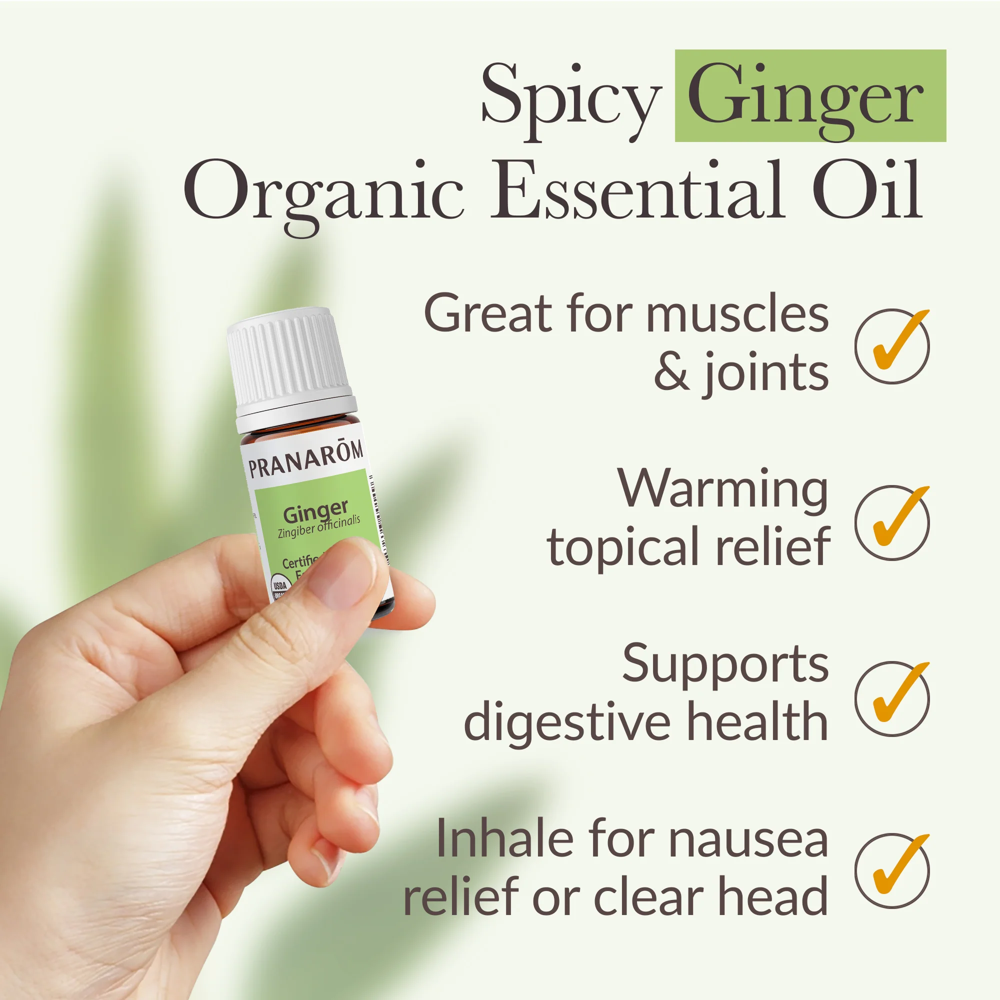Ginger Essential Oil - Bio - Image 4