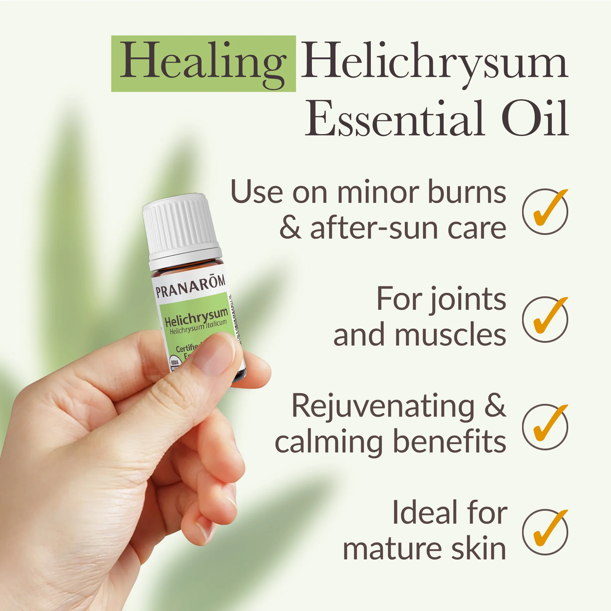 Helichrysum Essential Oil - Bio - Image 4