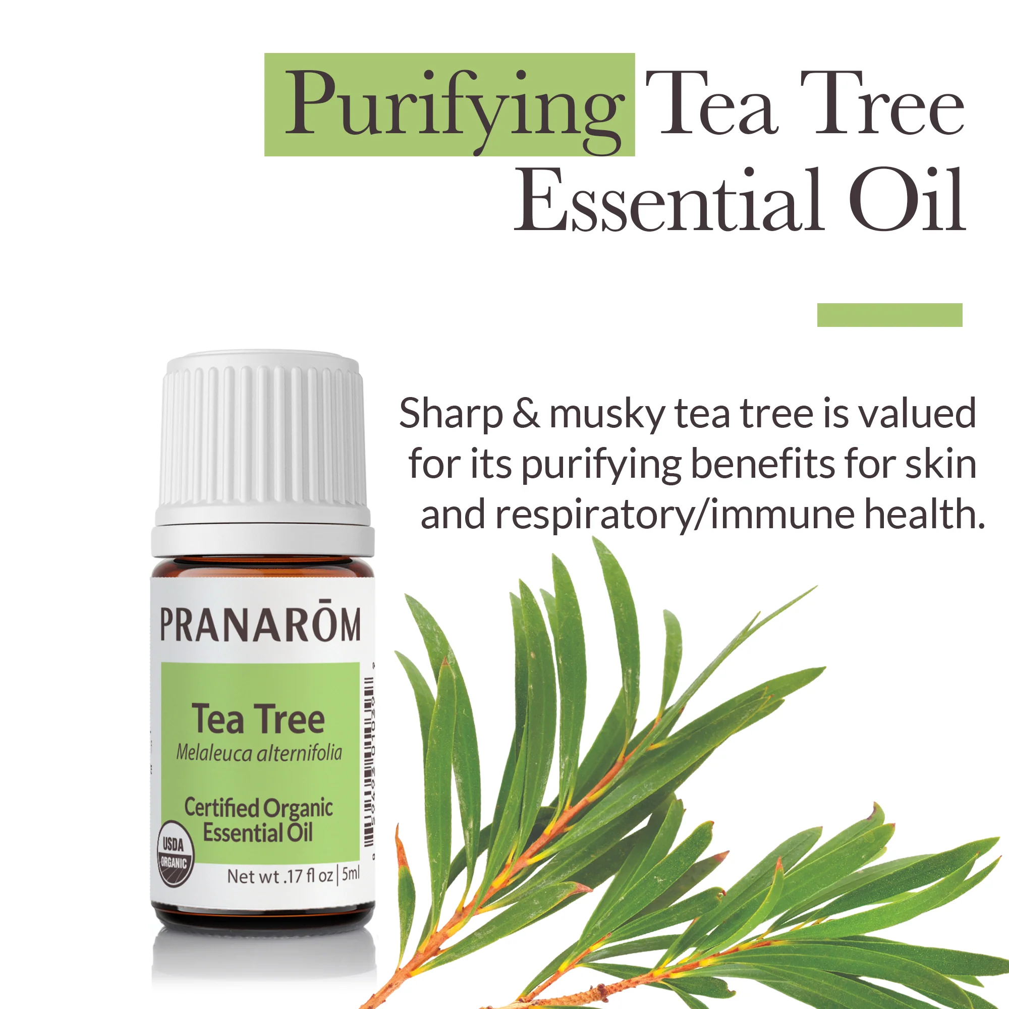 Tea Tree Essential Oil - Bio - Image 2