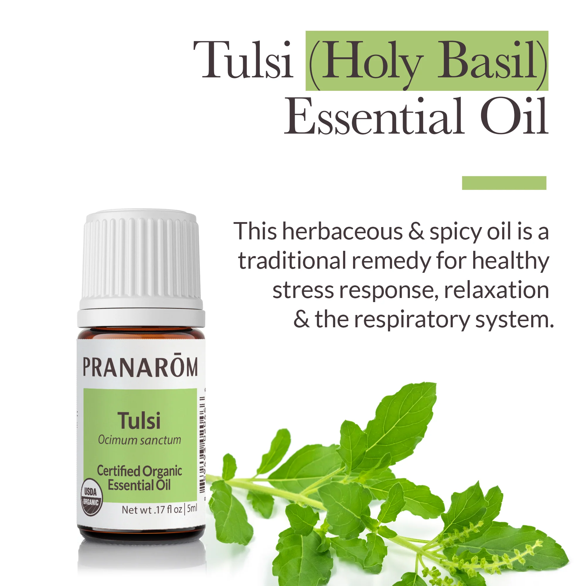 Tulsi Essential Oil - Bio - Image 2